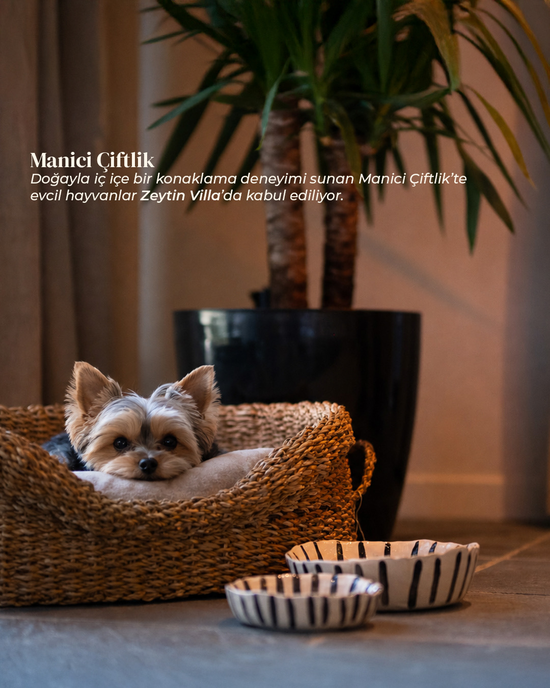 Manici Çiftlik’te bir köpek yatağı