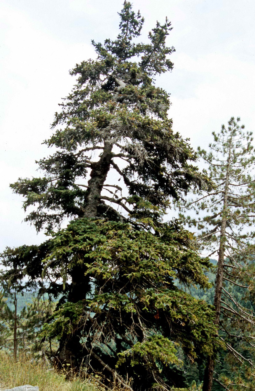 Kazdağı Milli Parkı’nda Kazdağı göknarı