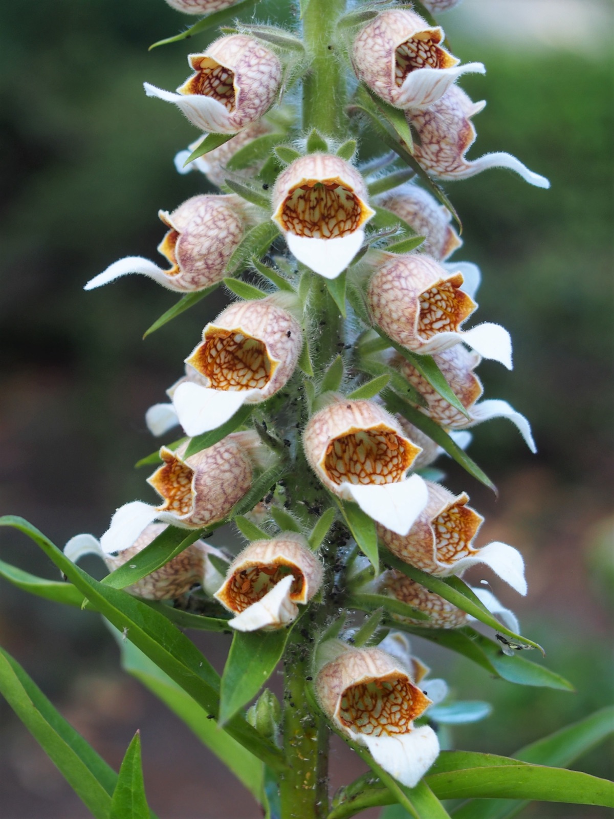 Kapıdağı yüksükotu (Digitalis lanata subsp. trojana)