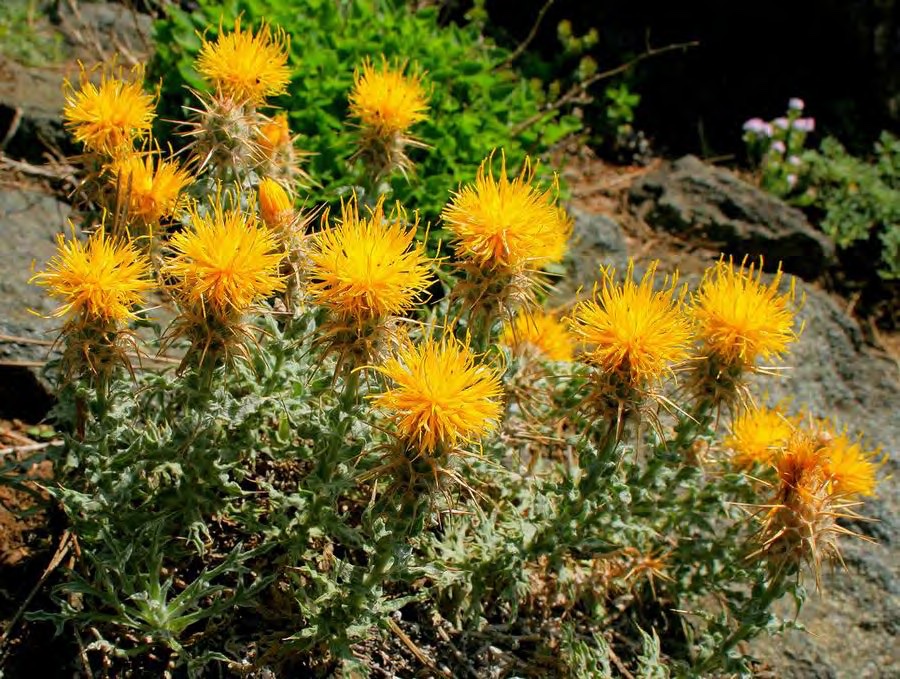 Dirgen sarıbaş (Centaurea odyssei)